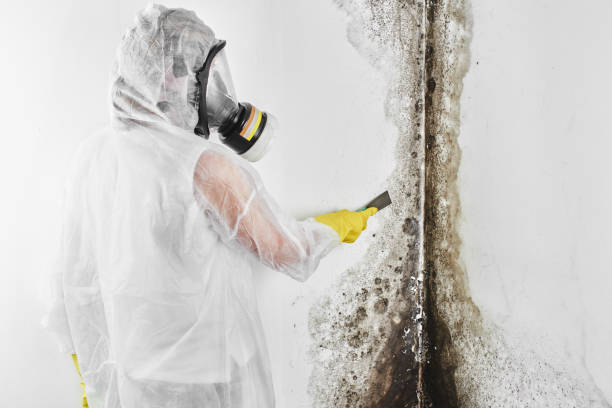 Professional Mold Removal in Farmington, MN
