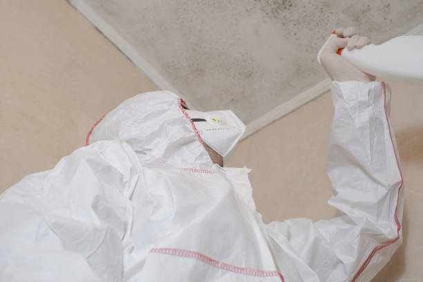 Mold Removal and Inspection in Farmington, MN